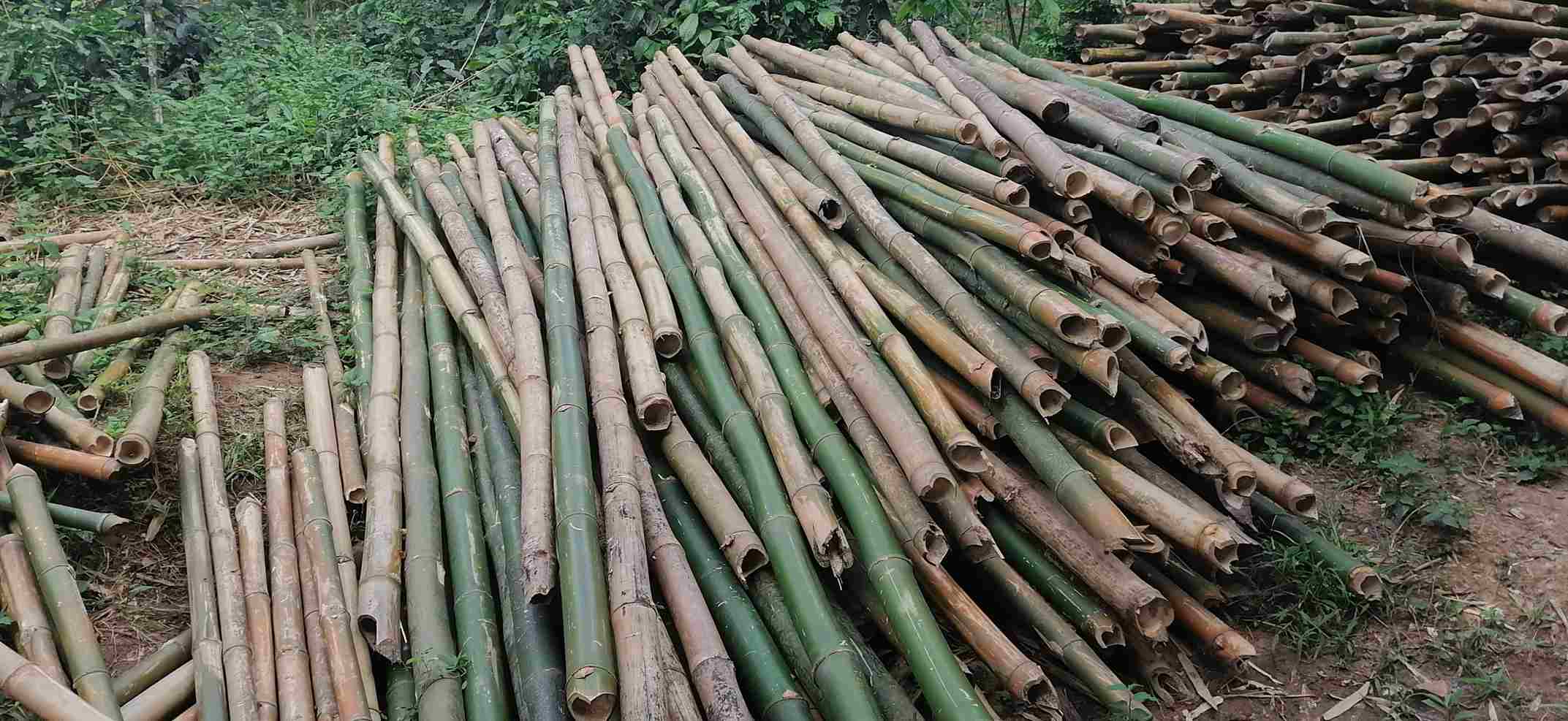 India Bamboo Market Share, Size , Trends, Analysis, Growth and Forecast