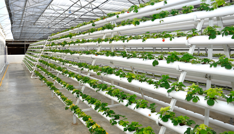 Global Hydroponics Market Analysis, Share, Trends, Demand, Size, Opportunity & Forecast