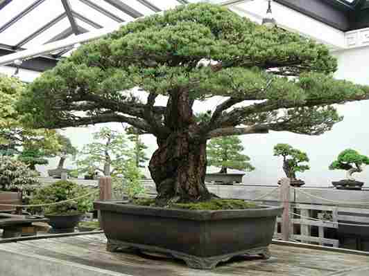 Asia Pacific Bonsai Market Share, Size , Trends, Analysis, Growth and Forecast