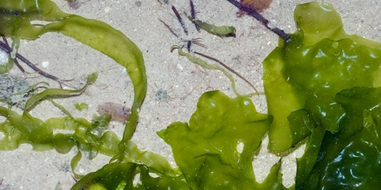 Commercial Seaweeds Market Analysis, Growth, Share, Size, Trends & Forecast