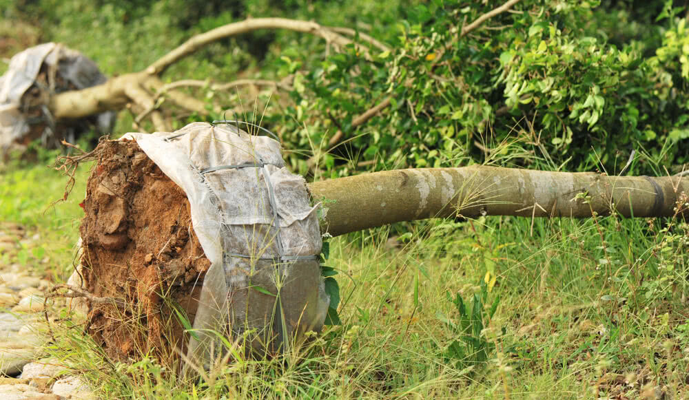 Global Tree Transplantations Market Analysis, Growth, Share, Size, Trends and Forecast 