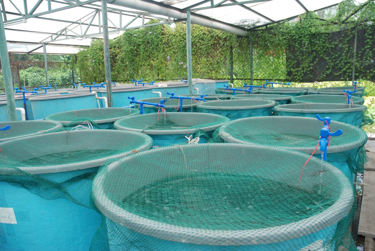 Precision Aquaculture Market Presents Strong Revenue Visibility in Near Future And Booming at a CAGR of 14.5%