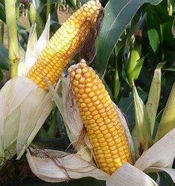 Sweet Corn Seed Market Along with an In-depth Analysis of the Competitive Landscape 2022-2028