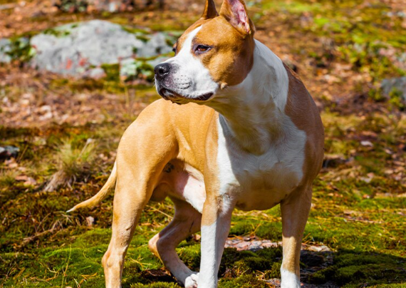 What you should know about Staffords according to Veterinarian Piet
