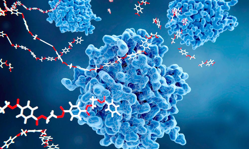 Enzymes Market Industry Statistics And Growth Trends Analysis Forecast 2023 - 2032