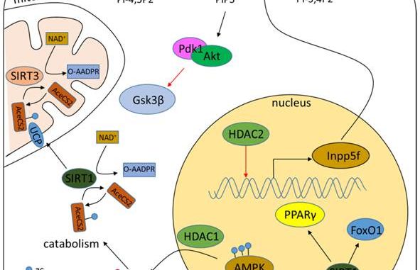 TMR’s New Study Reveals Exclusive Insights Into the MEK Inhibitors Market