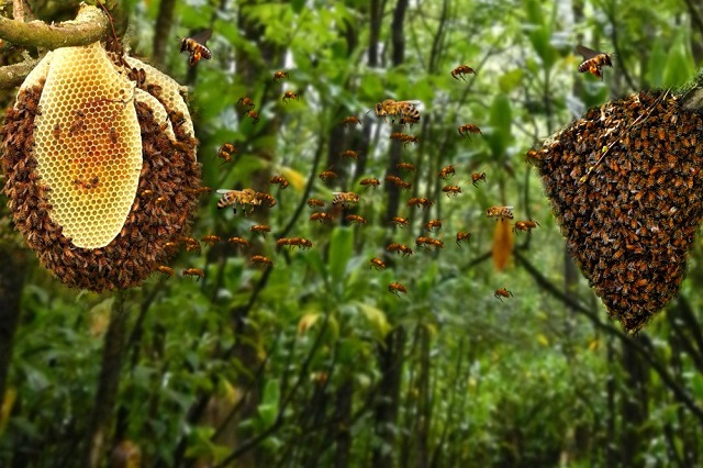 Beehive Market Size, Share, Trends, Growth, Forecast Analysis Report By Product, By Application, By Segment, By Region - Global Forecast 2018-2023