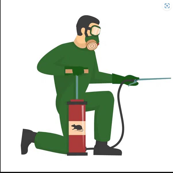 Dispose of Insects with black ant pest control perth