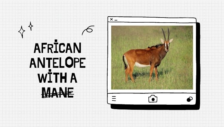 African Antelope With A Mane: A Unique Species