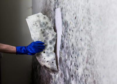 Mold Restoration Equipment Explained: Tools Used by Professionals