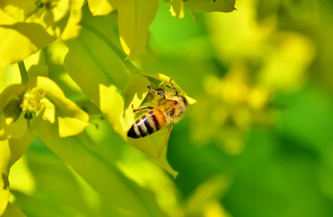 Small Bee Honey And Its Amazing Benefits