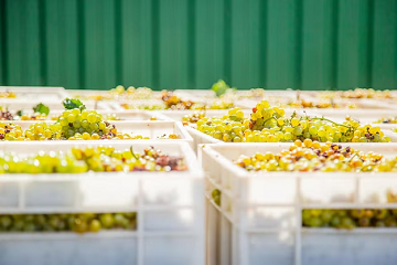 Global Grape Seed Extract Industry Outlook — Ken Research