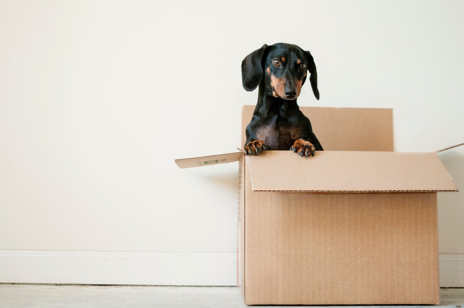 Professional Moving Service for Moving House with your Pets