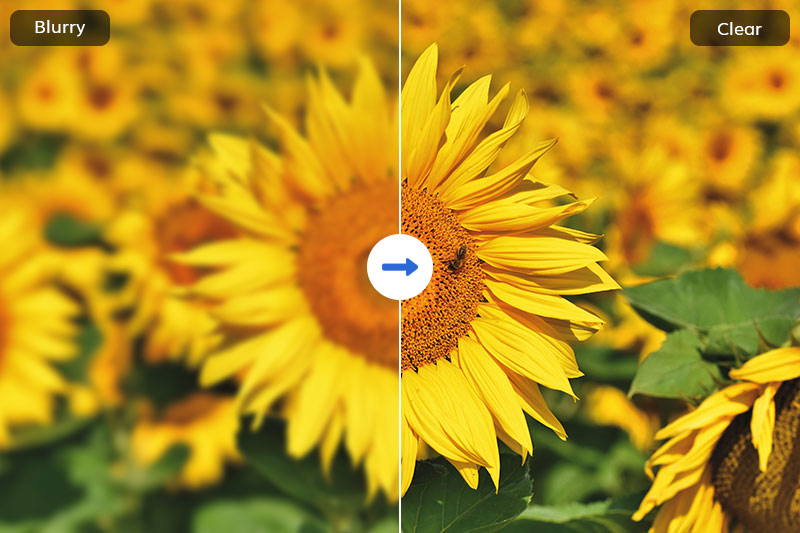 How to Clear Up Blurry Photos: 3 Effective Ways