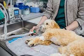 Veterinary Pain Management Market to be dominated by Medications through 2028