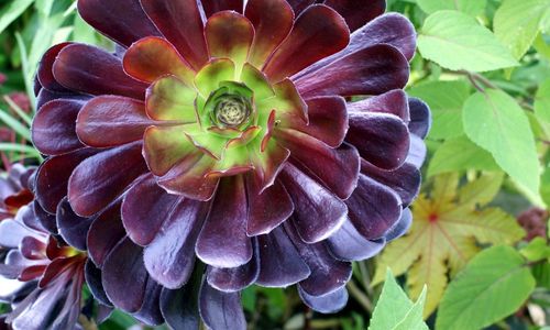 Aeonium Succulent Care Guide Throughout The Year