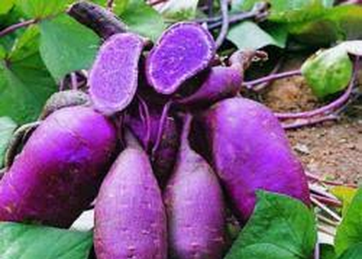 Tips To Choose The Parer Cassava For Your Efforts