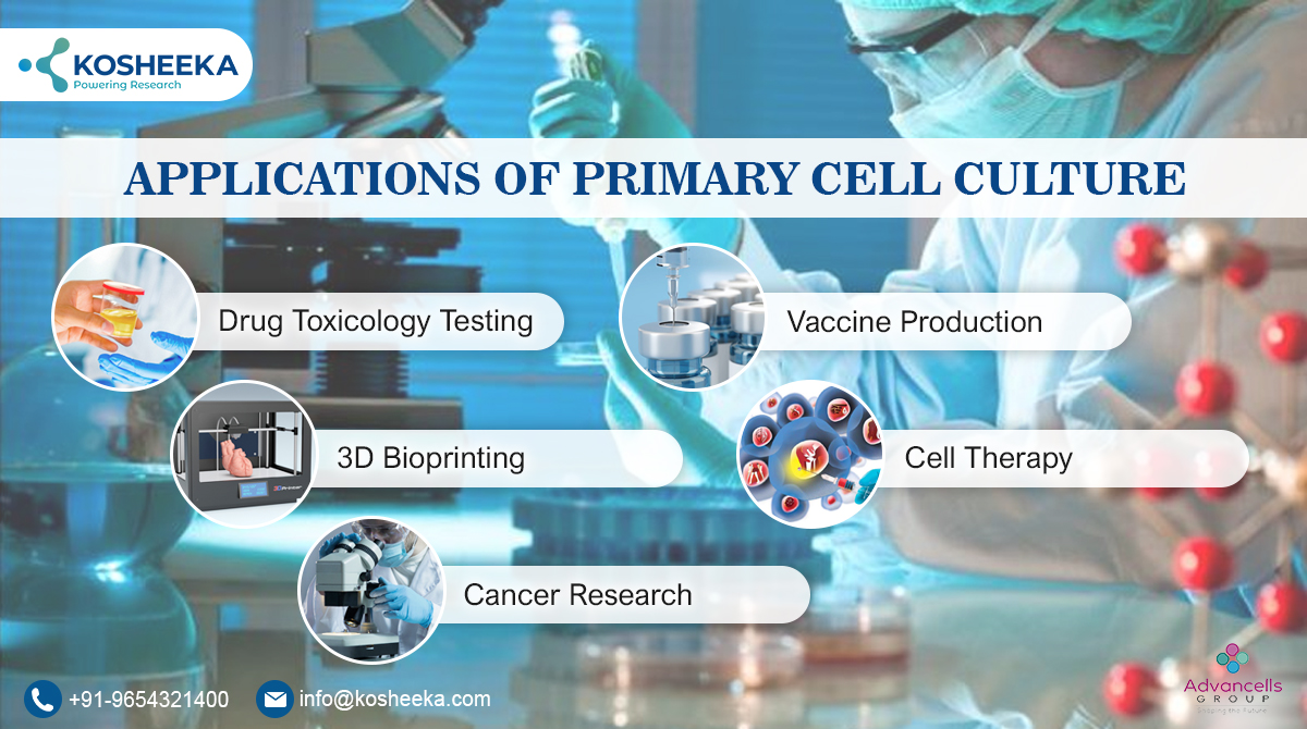 Fine-Tuning Cell Growth: How Media Supplements Optimize Culturing Conditions