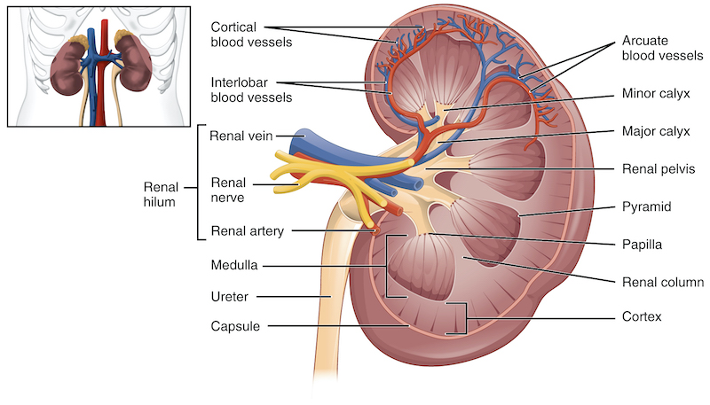 Diabetic Nephropathy Market (Detailed Analysis and Current Scenario) Global Outlook & Forecast 2022-2030