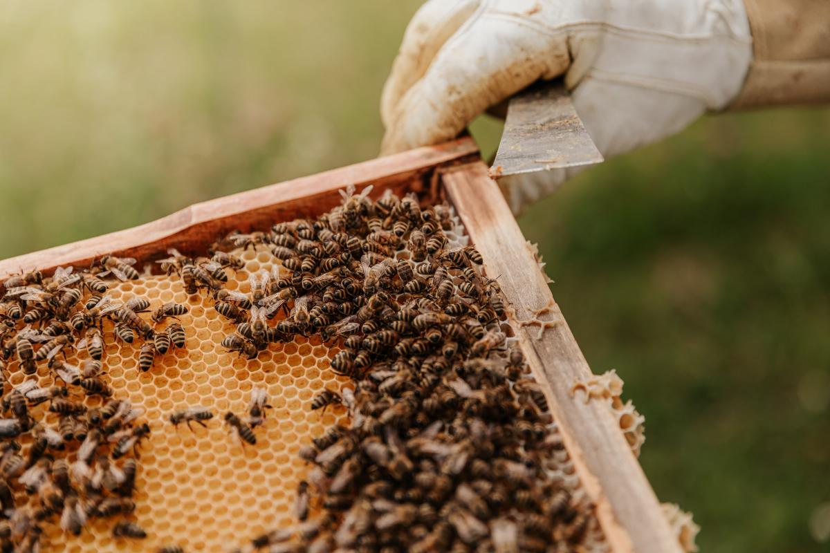 Turkish Honey Tips and Facts to Celebrate World Bee Day in  the Ecosystem