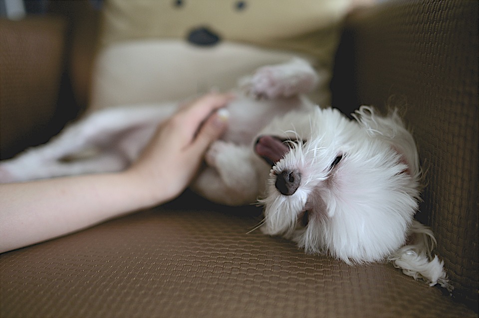 Really scary dog filariasis! Filariasis preventive medicine is a must-have item.
