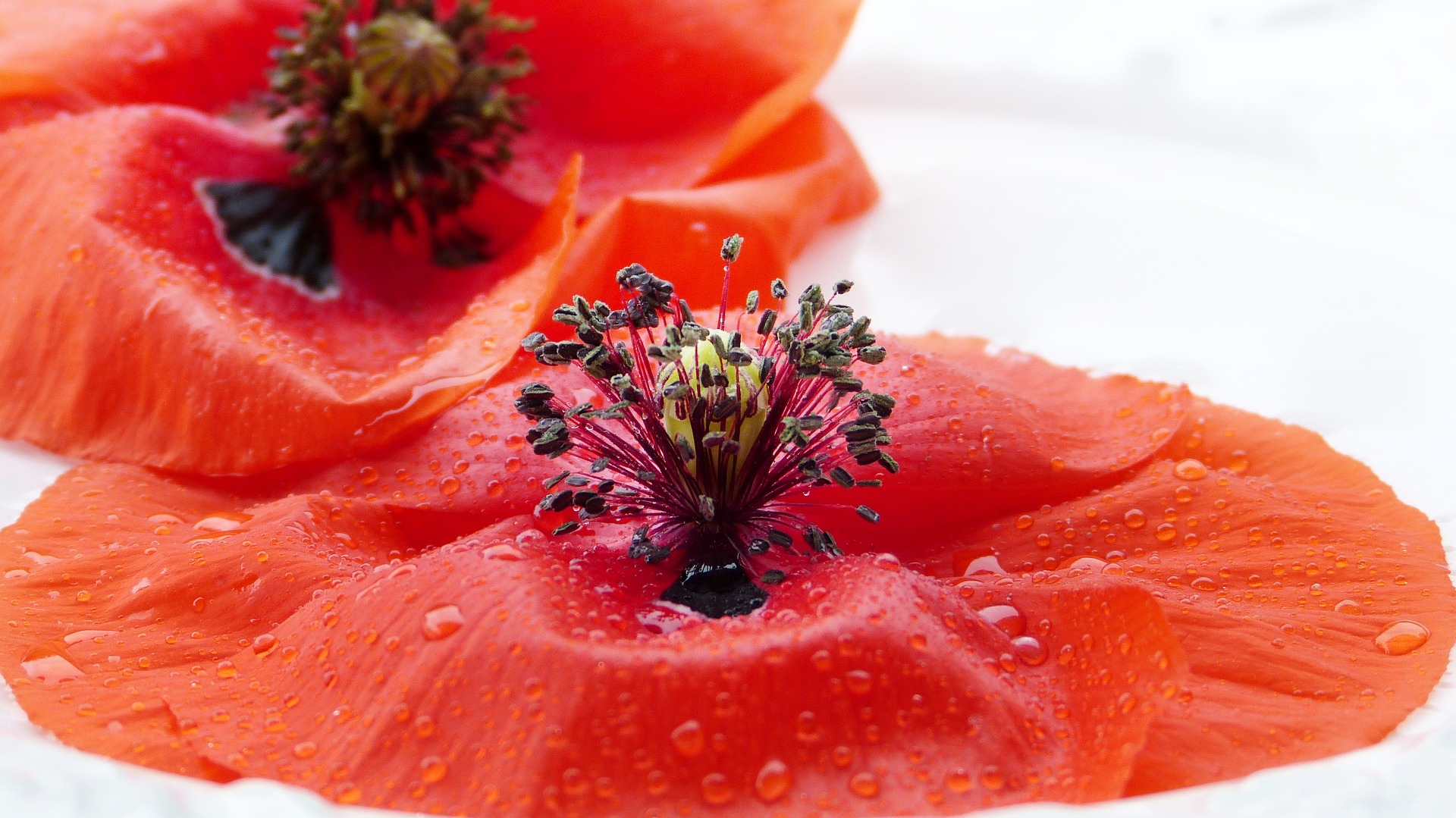 How Essential Oils Manufacturers Make The Range Worth Using?