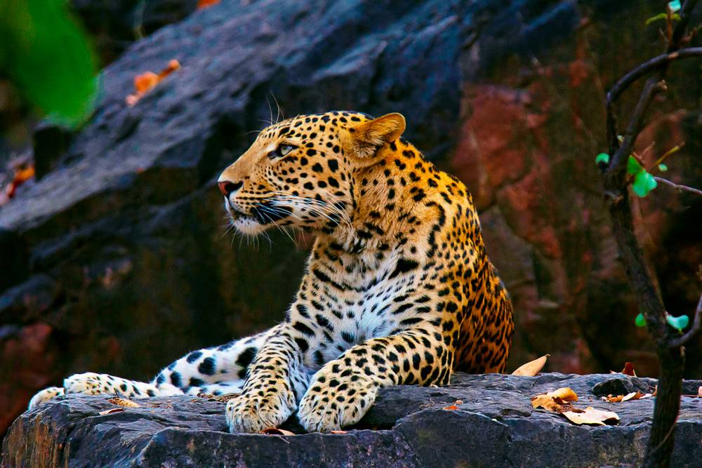 Are you going on a Leopard safari? Then, you should know about it. 