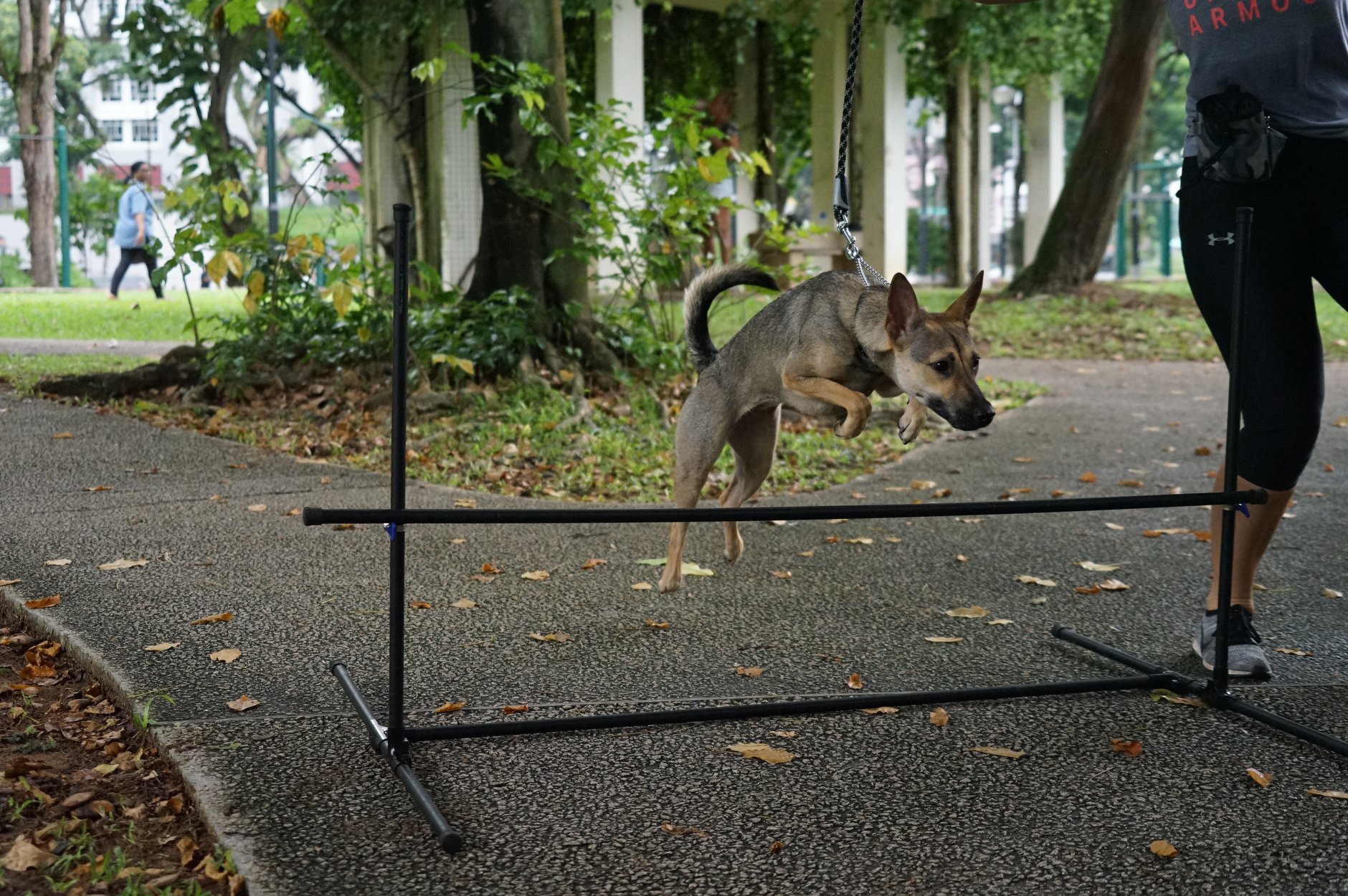 Mastering Manners: The Importance of Dog Obedience Training for a Happy Pup
