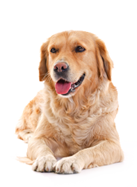 The Ultimate Guide to Obedience Training for Dogs in Singapore