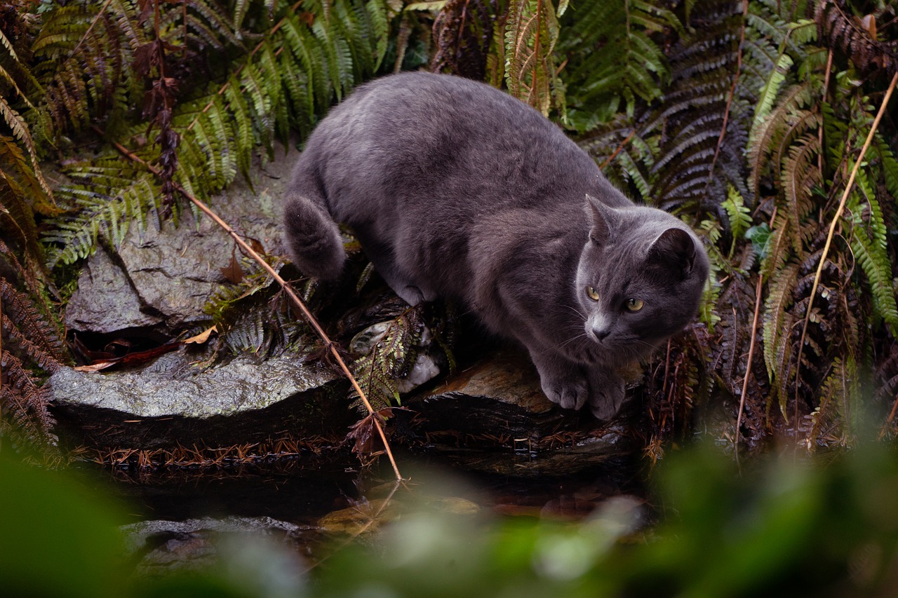 6 Ways to Treat Anxiety in Cats