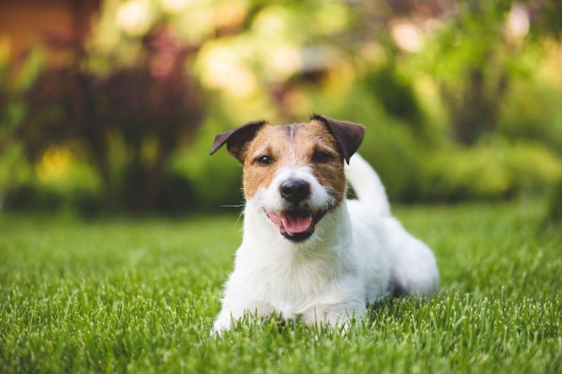 Is Artificial Turf Too Hot For Dogs?