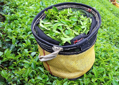 Is Drinking Organic Assam Tea Always the Best Choice?