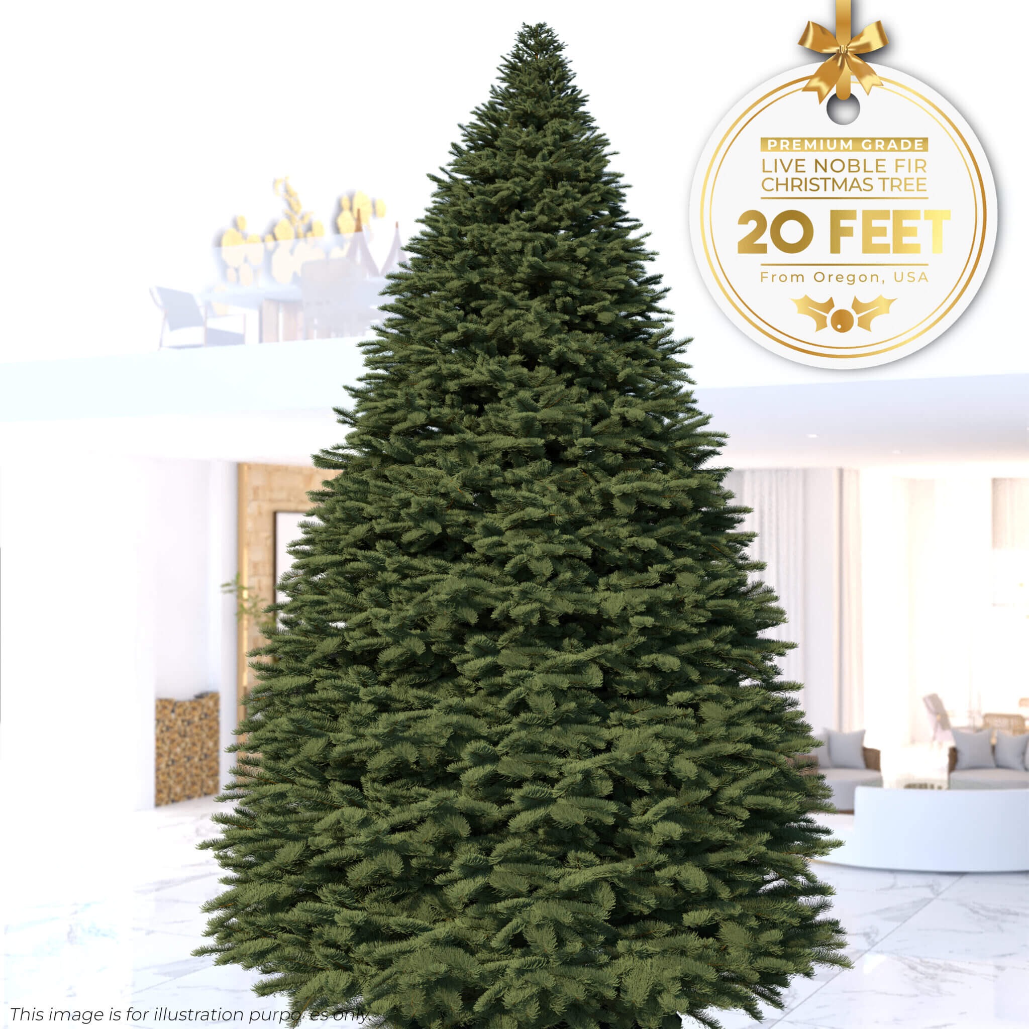 Discover the Magic of a live tree Christmas tree This Season