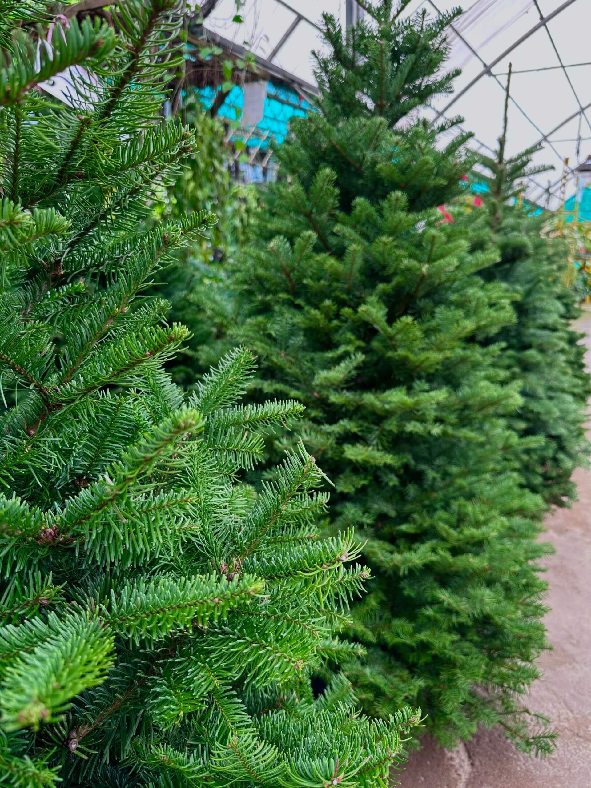 Fresh Christmas Tree: Bringing Holiday Cheer to Your Home
