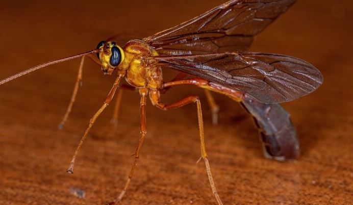How To Get Rid Of Wasp Nests