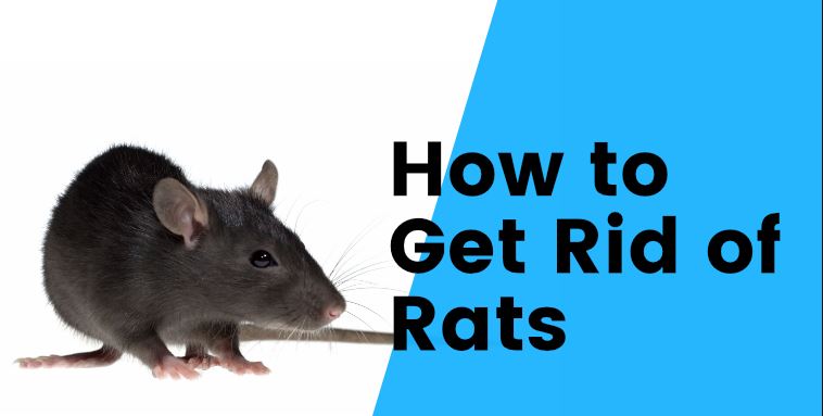 Mice & Rats: How to Get Rid of Them in Melbourne