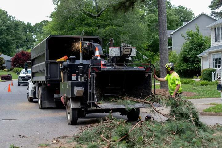 Why Hire a Professional for Tree Pruning?