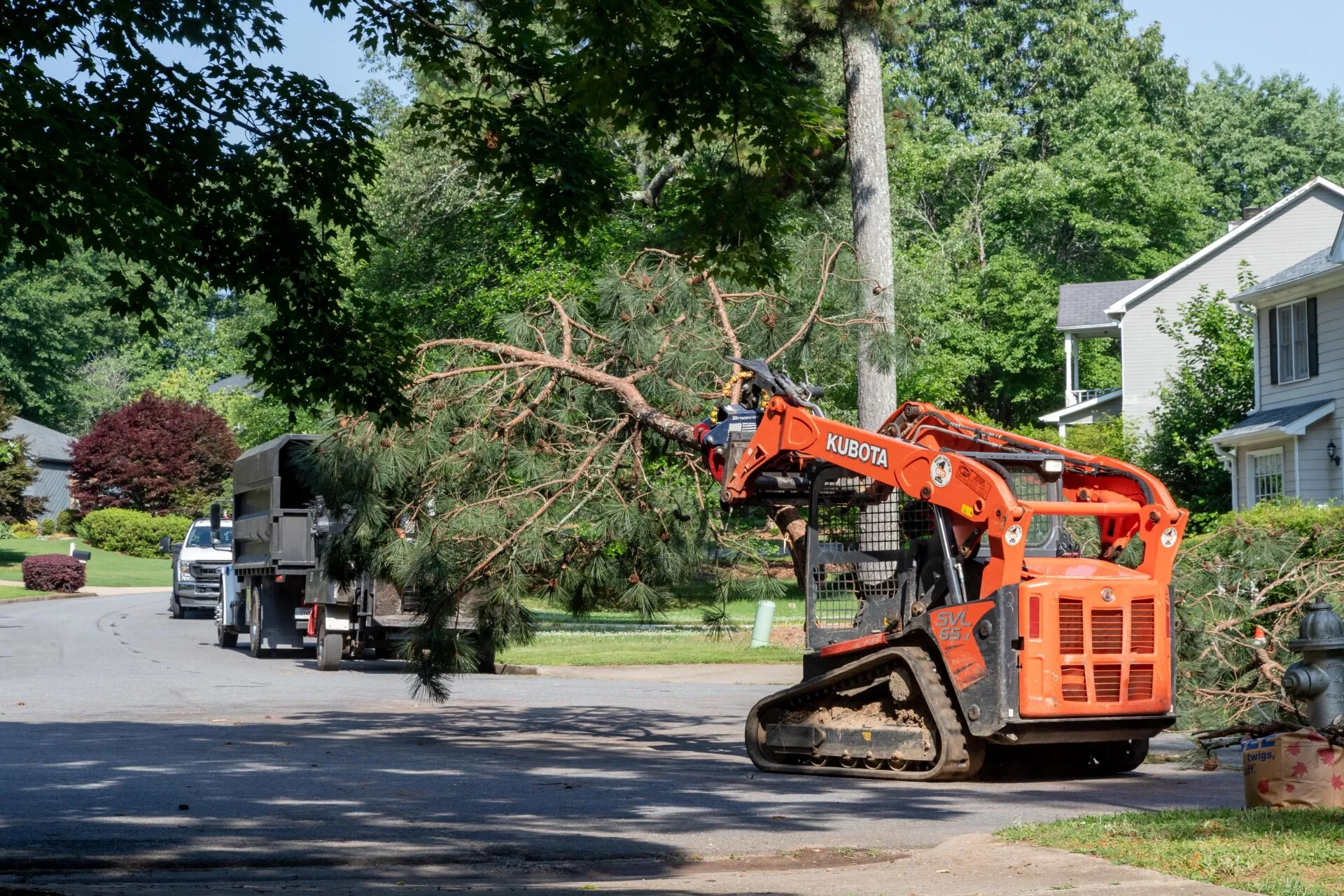 Tree Removal Georgia - What You Need to Know