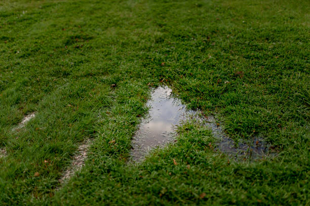 Why Do I Have Wet Patches in My Lawn?