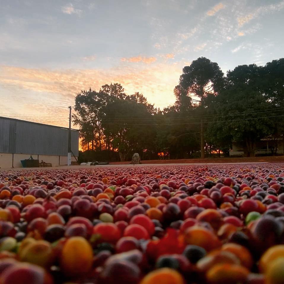 Gigante Techniflavour: Elevating Your Coffee Experience through Wholesale Excellence