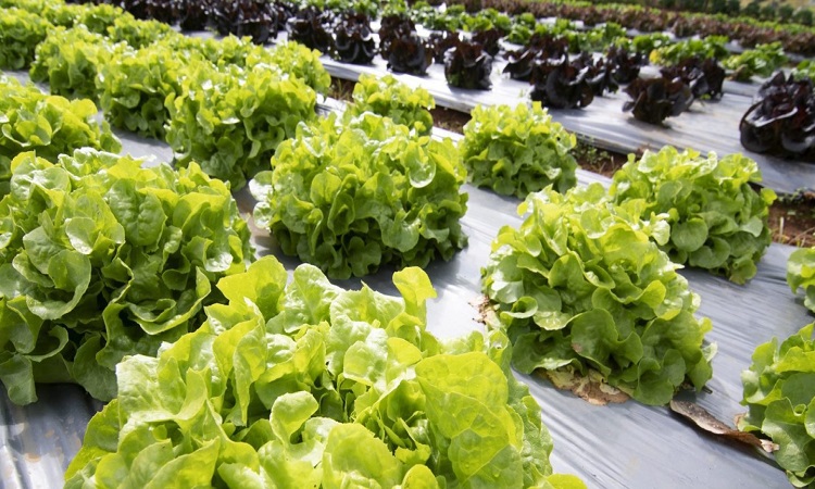 North America Biodegradable Mulch Film Market Boosted by Awareness