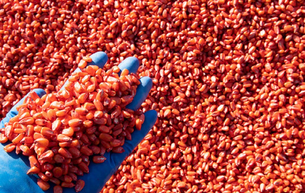 Insecticide Seed Treatment Market 2028 By Size, Share, Trends, Growth, Forecast