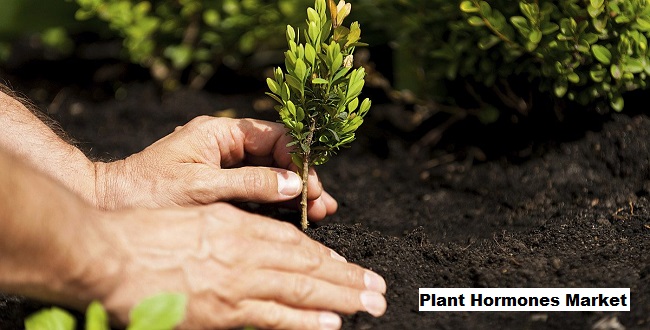 Plant Hormones Market Expanding with Rise of Precision Agriculture Techniques