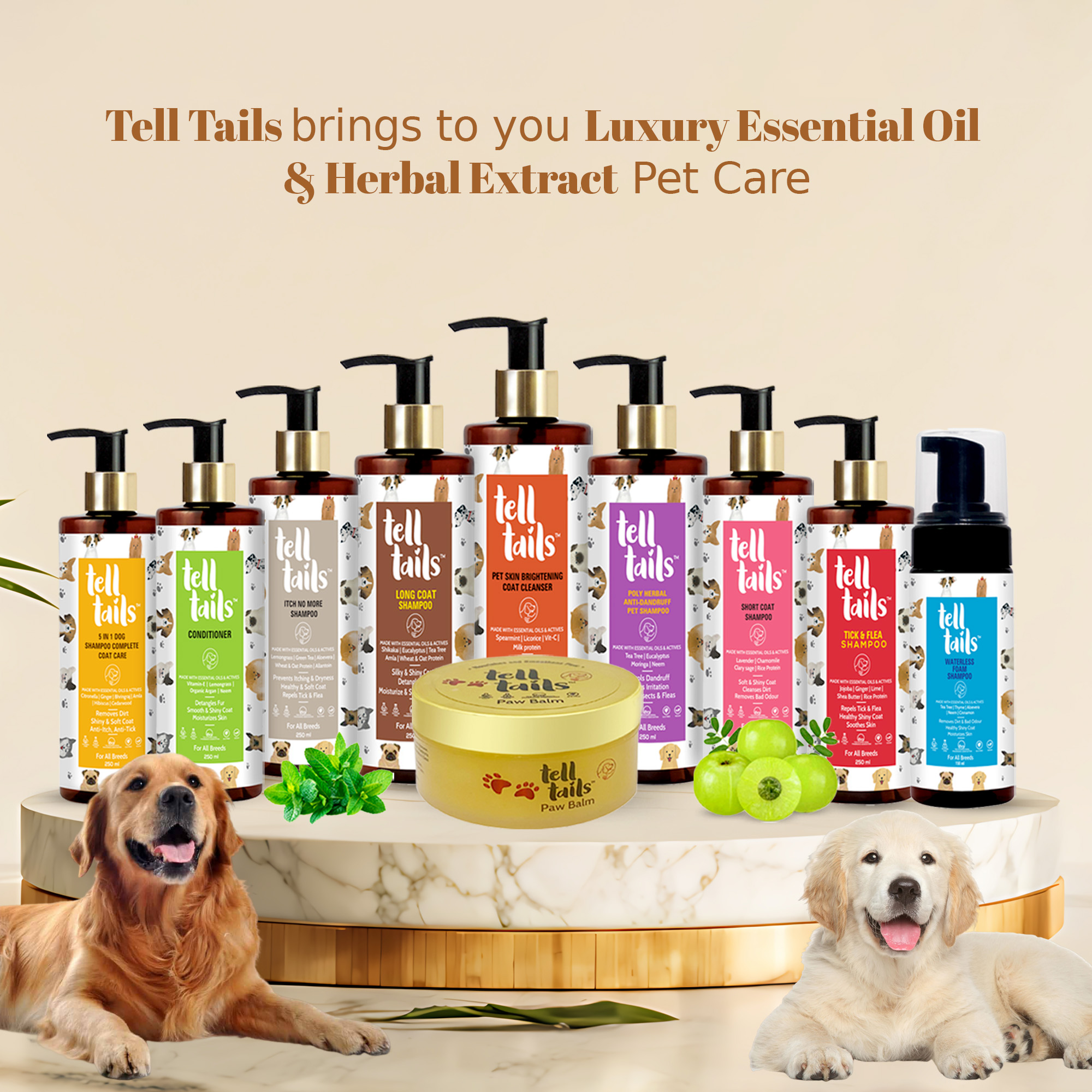 Introduction: The Telltails Difference in Dog Grooming