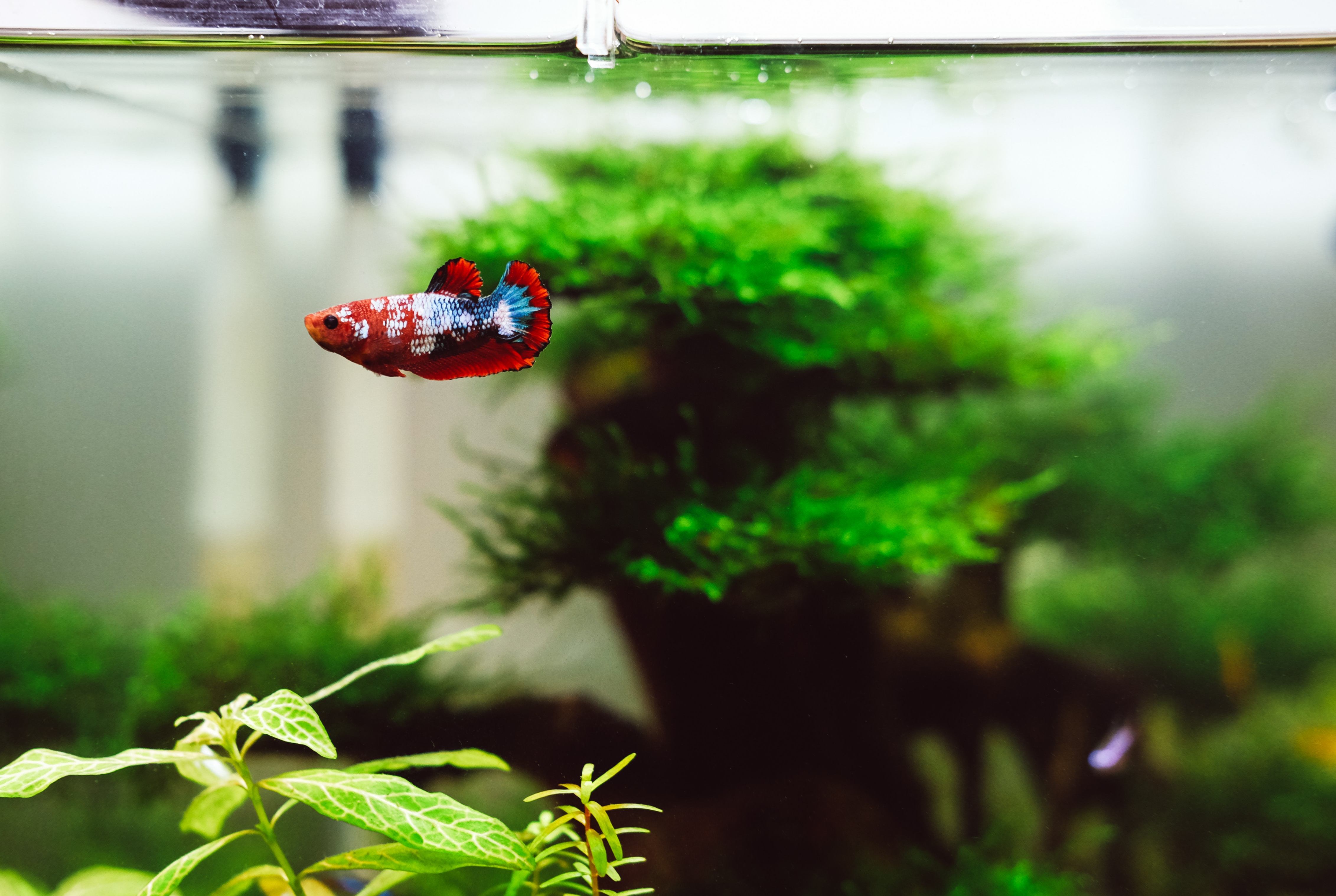 Best Fish for 10 Gallon Tank in 2020 | Fishdesire