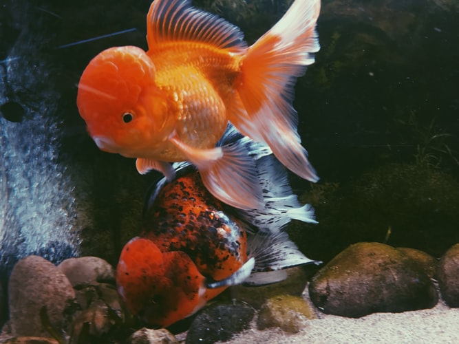 Best Natural Fish tank gravel | Fishdesire