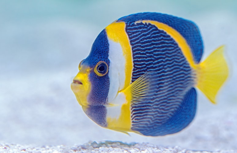 Find Latest Aquarium Pump for Your Pet Fish | Fishdesire