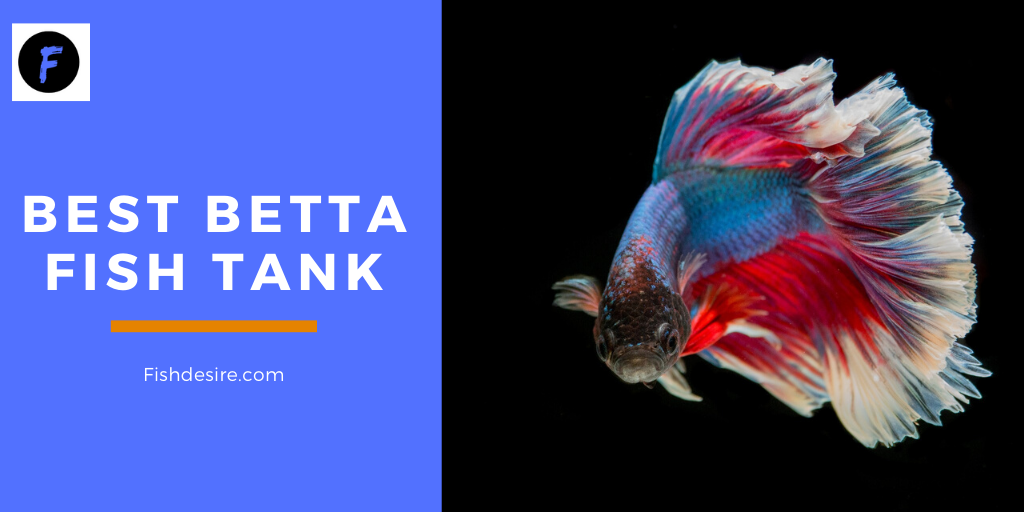 Best Betta fish tank | Betta Aquarium |Fishdesire