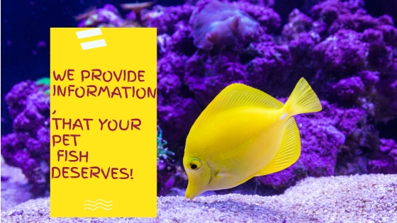 High-Quality Fish tank Heater in August | Fishdesire