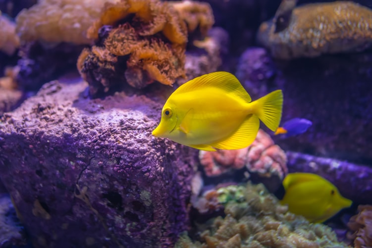 View Fish tank gravel with Reviews | Fishdesire